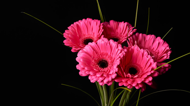 pink Gerbera daisies 
