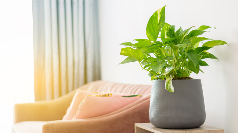 golden pothos in planter