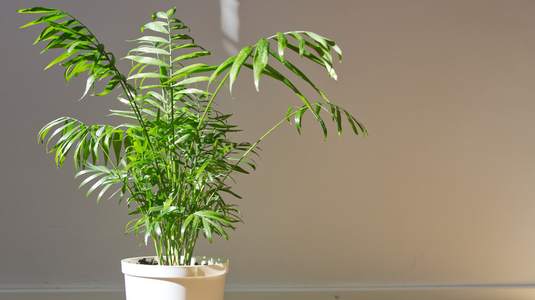 Parlor palm plant in container