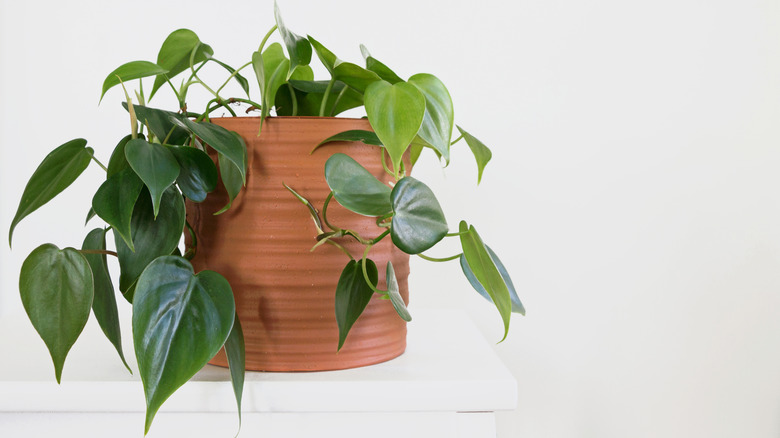 Philodendron in a clay pot
