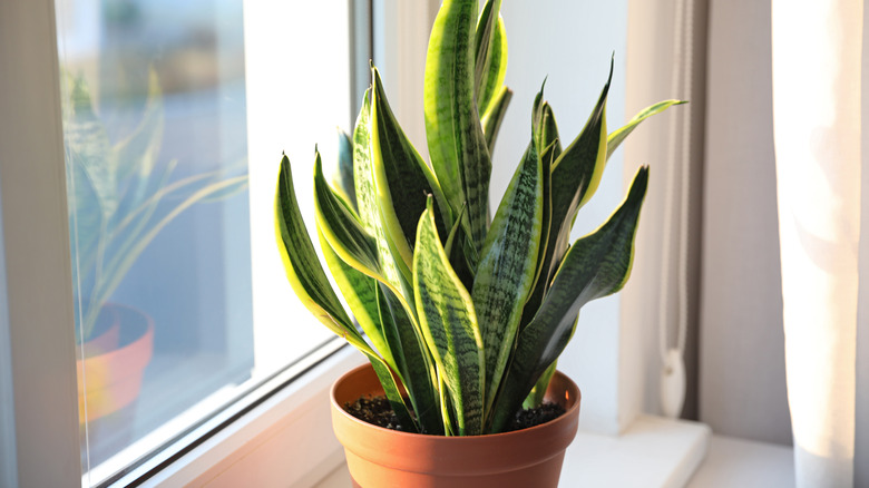 Snake plant by sunny window