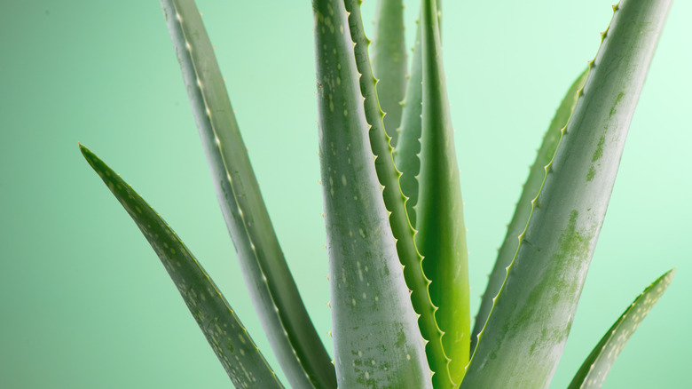 Aloe vera plant