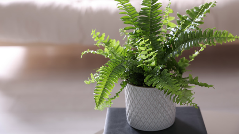 Boston fern