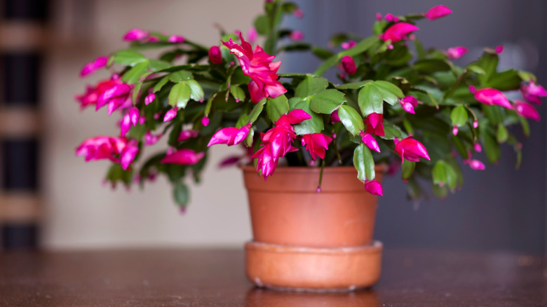 Holiday cactus