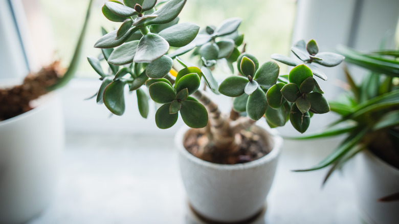 Jade plant