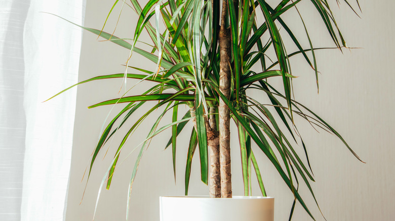 Madagascar dragon tree 