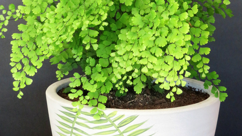 Maidenhair fern in pot