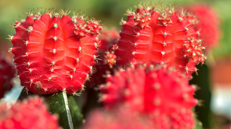 Several red moon cacti 