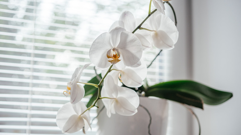 Moth orchid