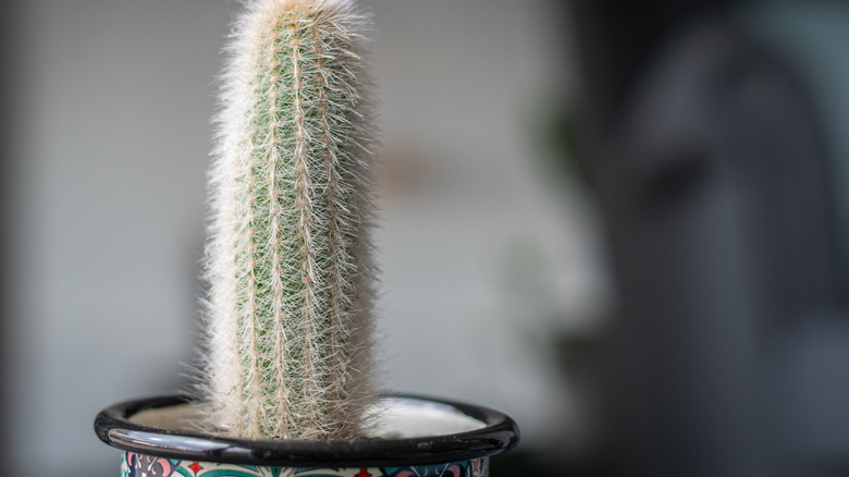 Silver torch cactus