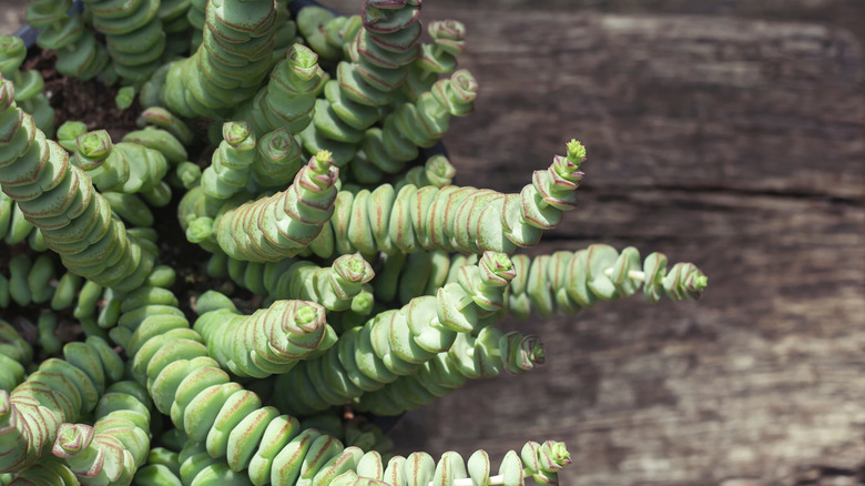 String of buttons plant