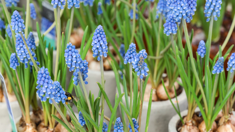 Potted bluebell plants