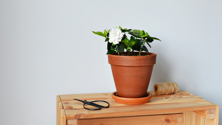 Gardenia flower in pot