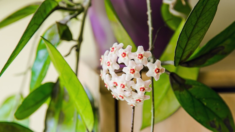 Star shaped Hoya blossoms