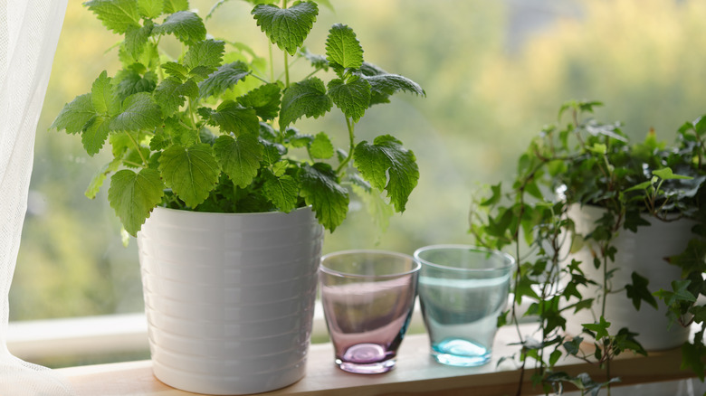 Potted lemon balm plant