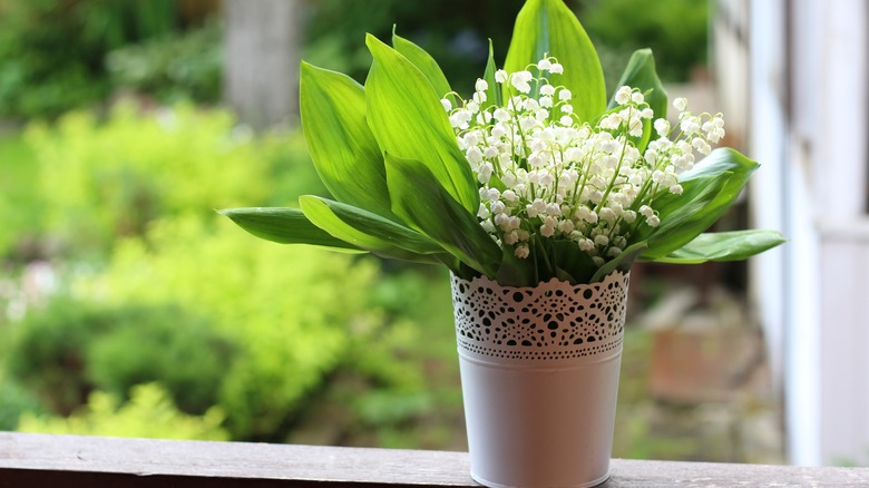 Drooping lily of the valley