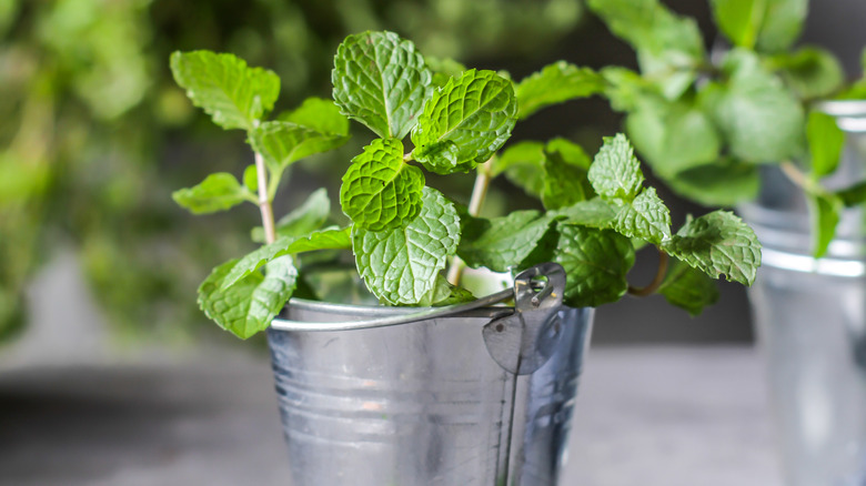 Mint in tin bucket planter