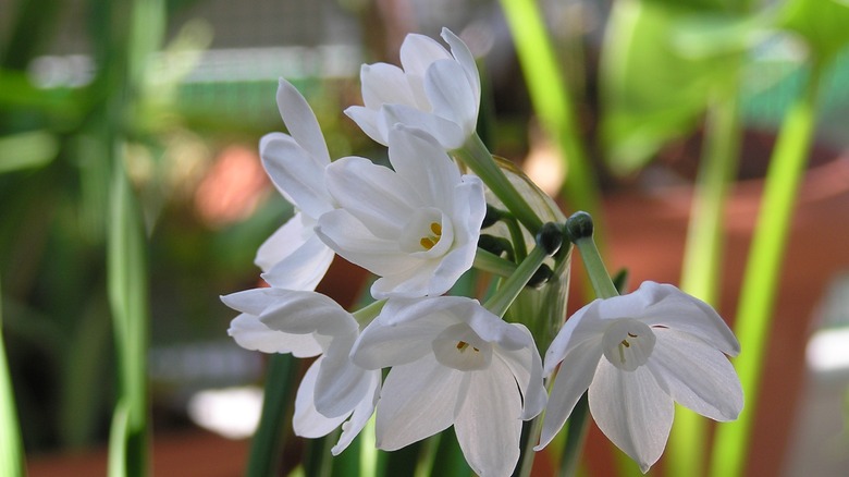 Drooping paperwhite flowers