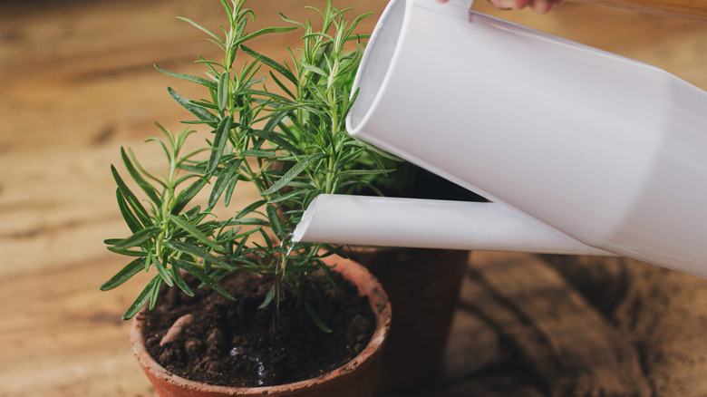 Watering rosemary plant