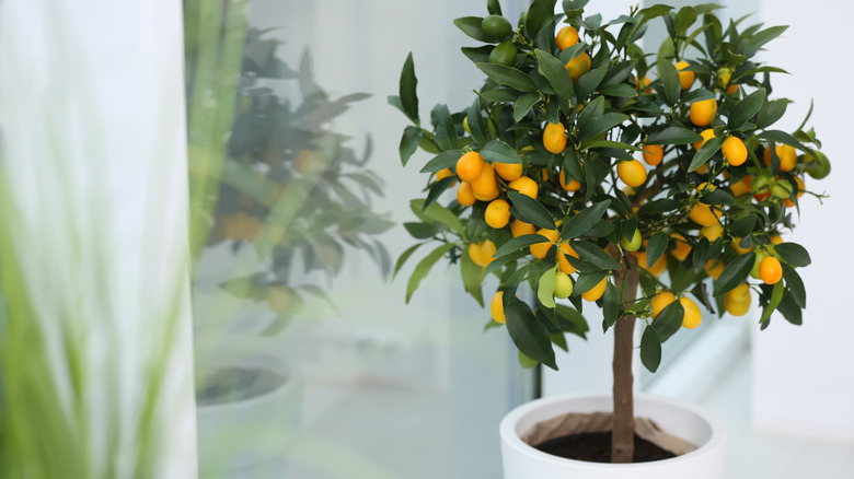 Fruitful potted kumquat tree 