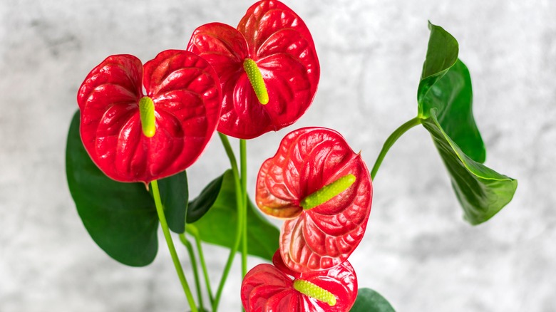 Anthurium with red flowers 