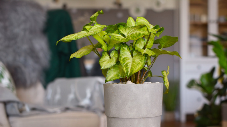 Arrowhead vine in gray pot