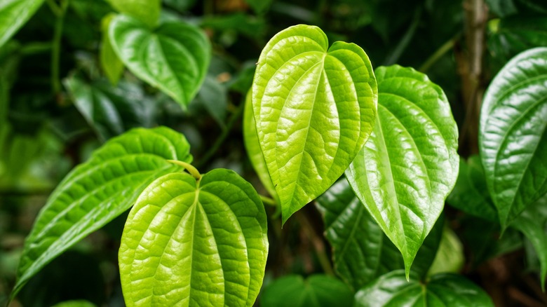 Betel vine with glossy leaves 