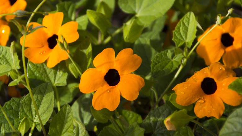 Blooming black-eyed Susan vine