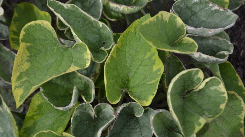 Brunnera variegated heart-shaped leaves 