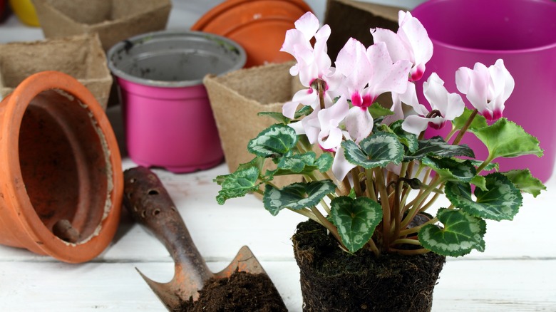 Upotted flowering cyclamen pink blooms