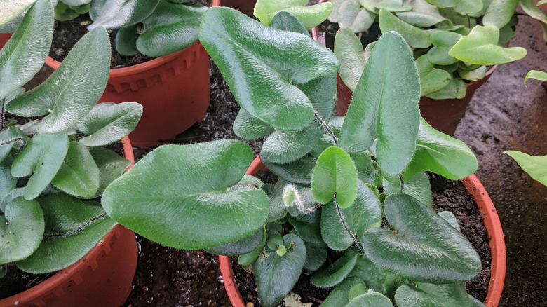 Heart fern foliage in container