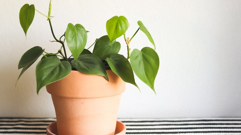 Heartleaf philodendron in clay pot