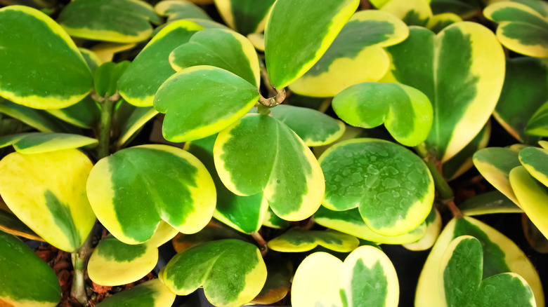 Hoya heart plant variegated leaves