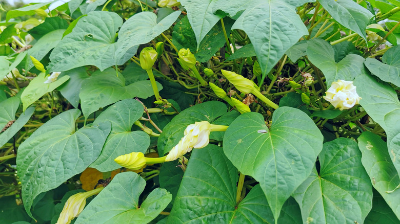 The moonflower plant's large foliage 