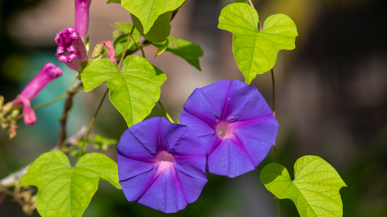 Morning glory with heart leaves 