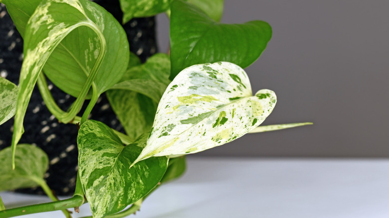 Pothos with heart-shaped leaves