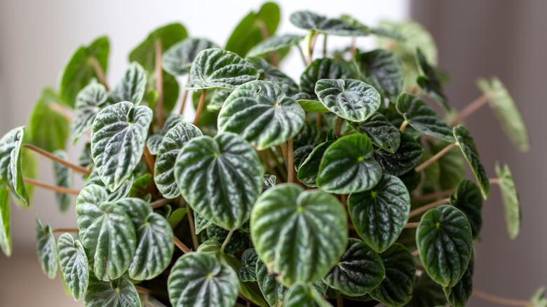 Ripple peperomia with dark leaves