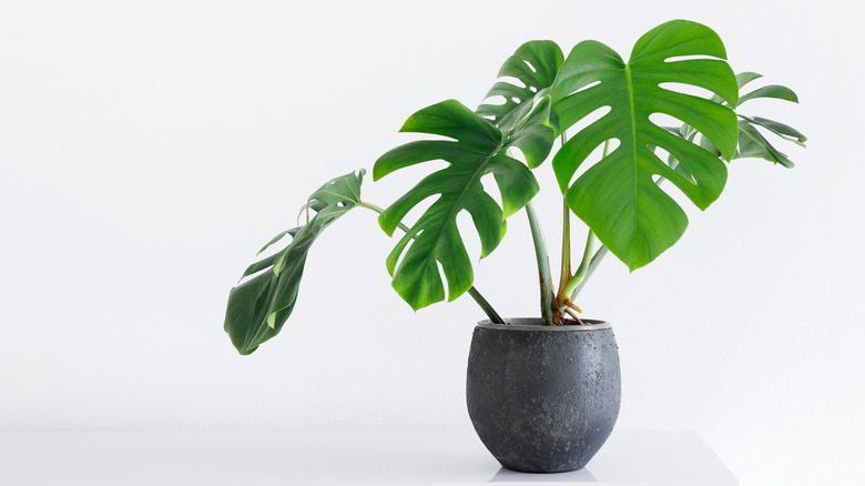 Monstera with large heart leaves