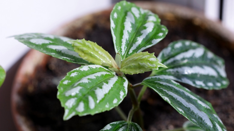 Pilea cadierei