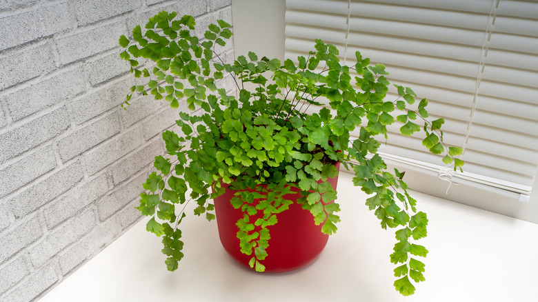 Adiantum pedatum