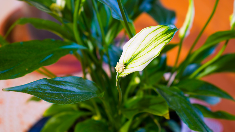 Spathiphyllum spp