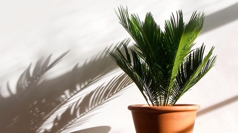 Cycas revoluta