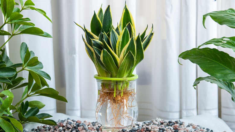 Sansevieria trifasciata