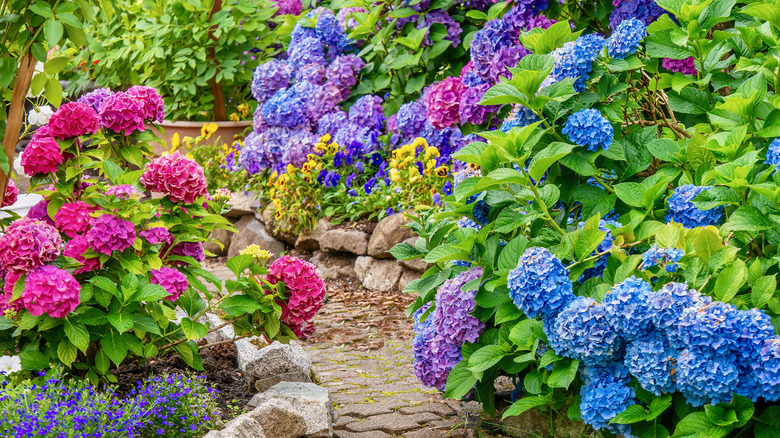 colorful flowers in garden