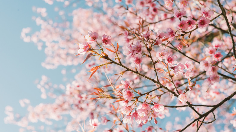 cherry blossom tree