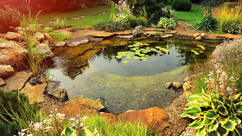 pond in garden