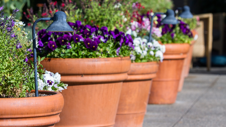 flowers in pots on driveway