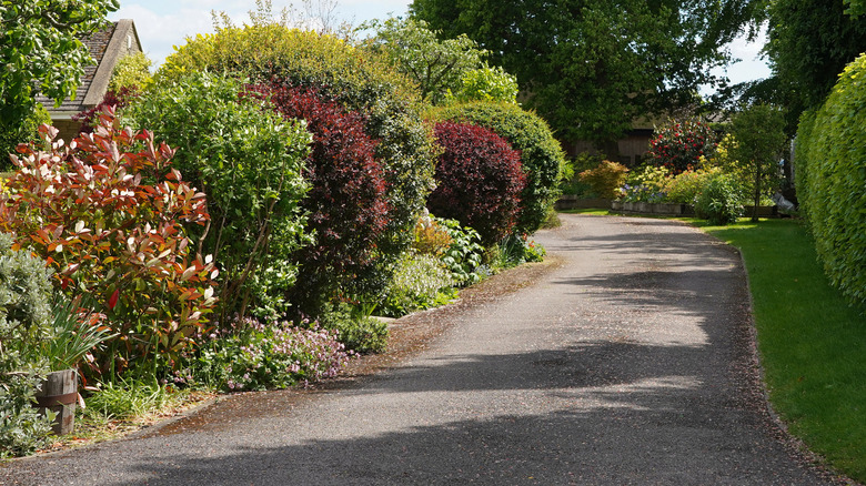 shrubs lining driveway