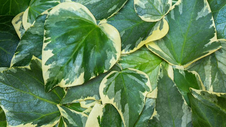 Algerian ivy leaves