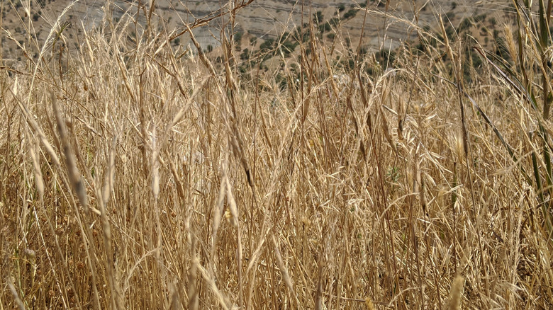 Bush of Cheatgrass